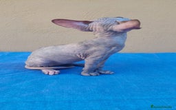 Sphynx gatos en venta: Hembrita tortuga azul  - Imagen 3