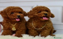 Caniche Toy perros en venta: caniche toy  - Imagen 3