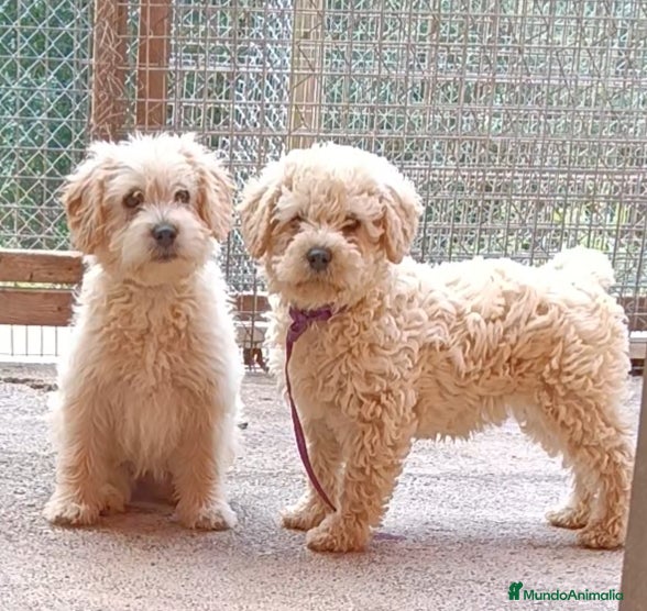 Labradoodle perros Hermosas - Anuncio 4