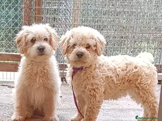 Labradoodle perros Hermosas - Anuncio 4
