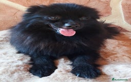 Pomerania perros en venta: POMERANIA SPITZ  - Imagen 7