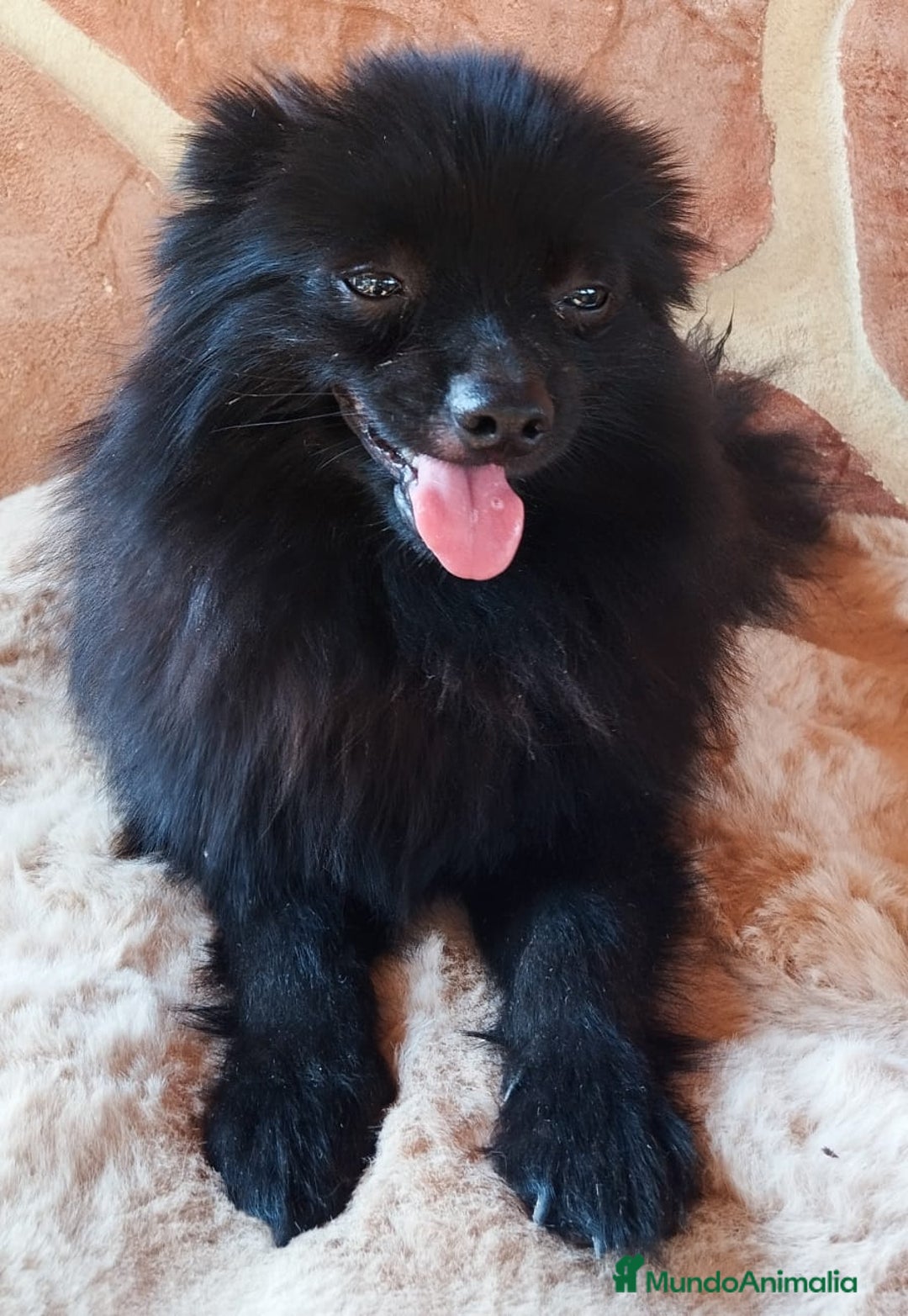 Pomerania perros en venta: POMERANIA SPITZ  - Imagen 7