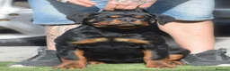 Rottweiler perros en venta: Rottvale kennel criadero desde el año 2012 en Valencia - Anuncio 9