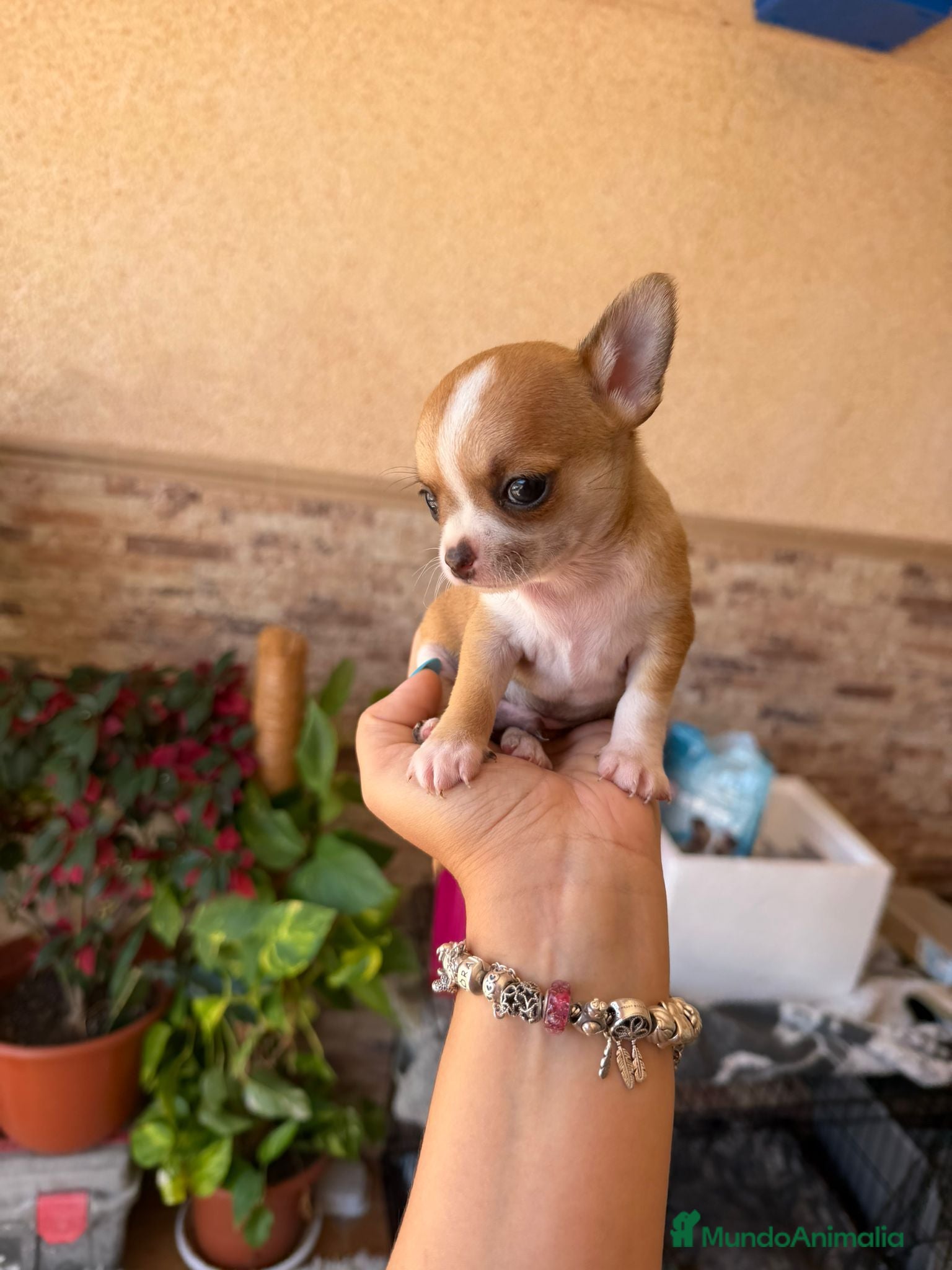 Chihuahua perros Chihuahua toy  - Anuncio 4