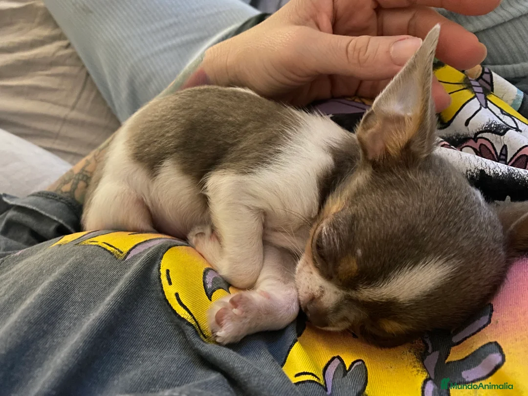 Chihuahua perros para monta: Chihuahua color exótico para monta  - Anuncio 4