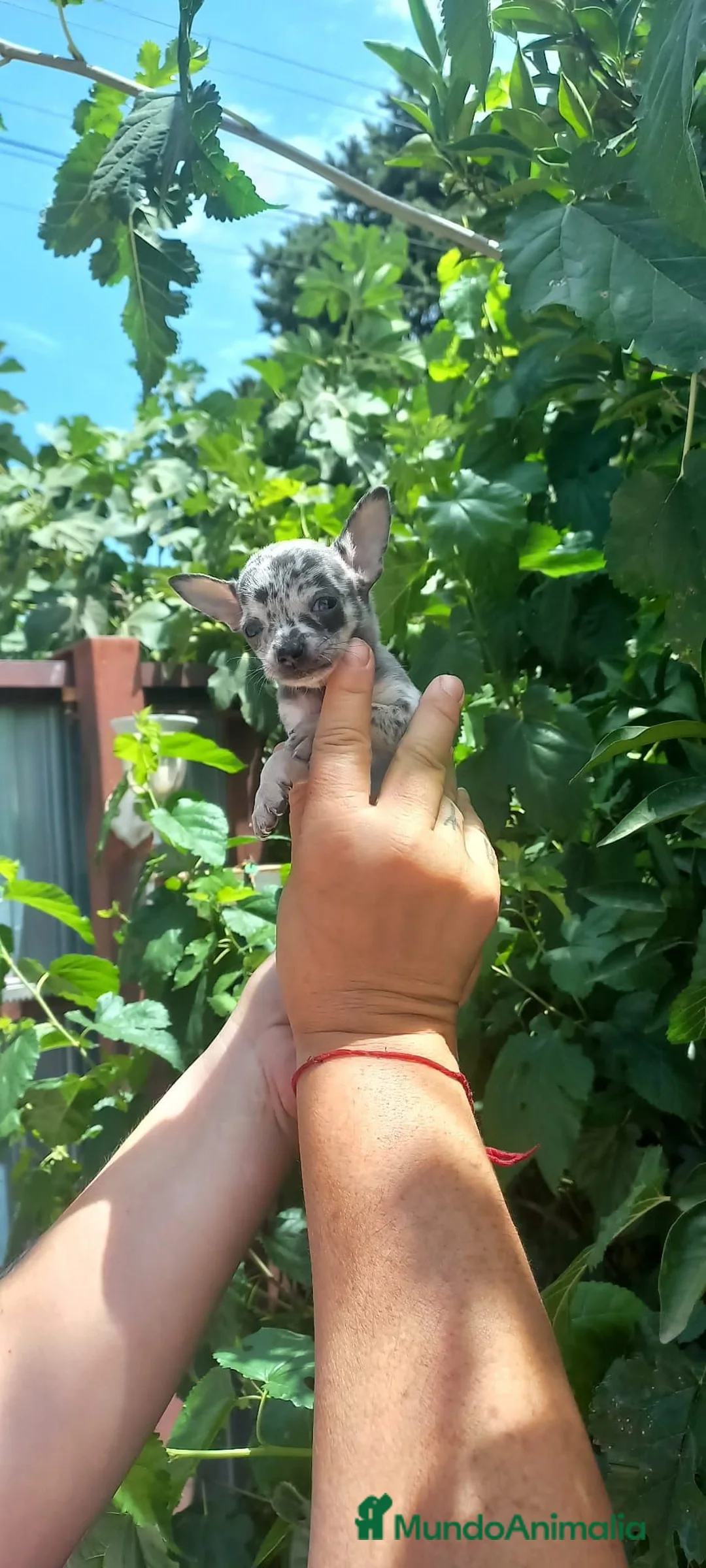 Chihuahua perros en venta: chihuahua trimerle lilacchoco ojos azules - Anuncio 2