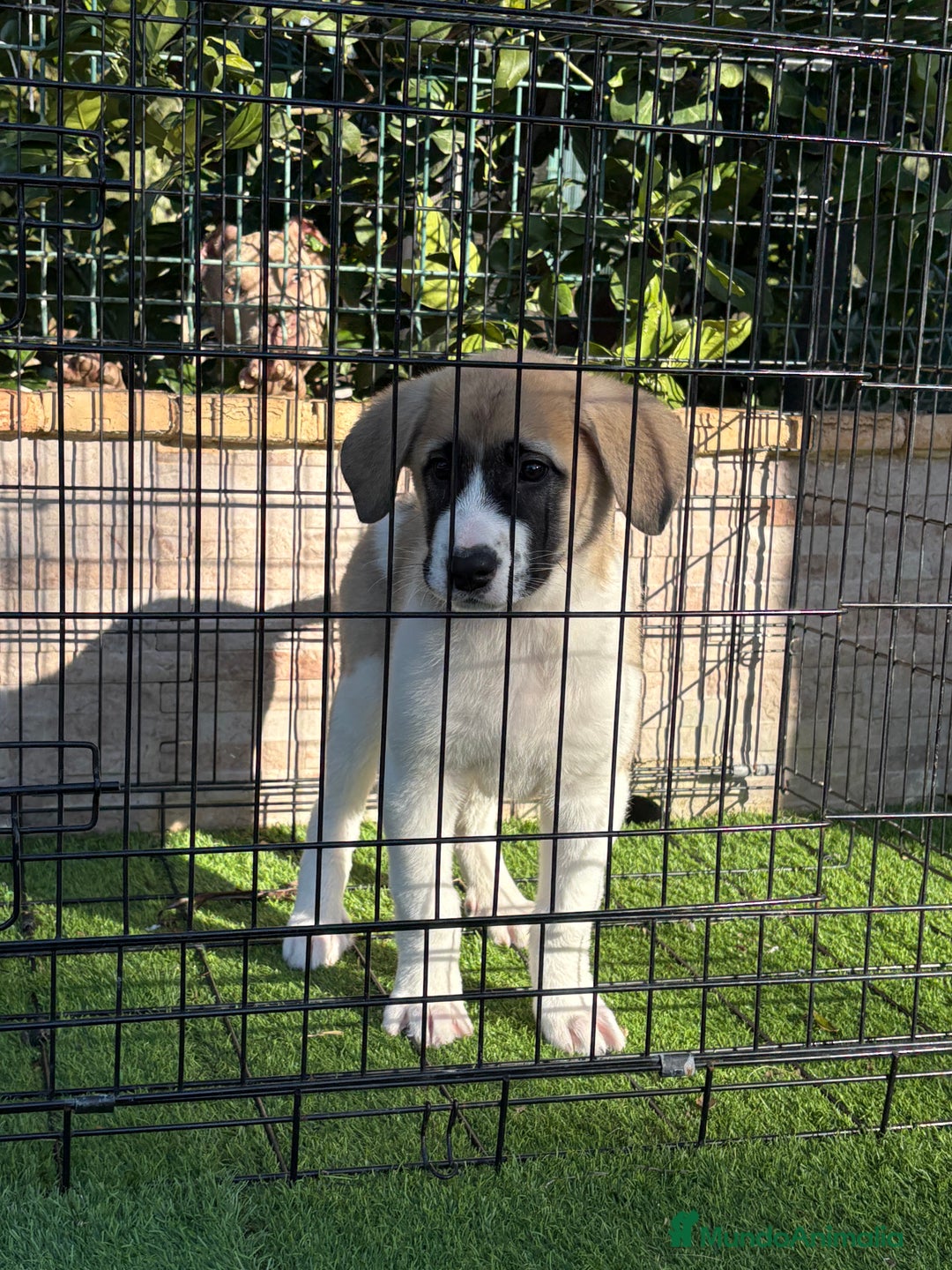 Mastín Español perros en venta: Cachorra de mastín español  - Anuncio 5