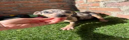 Pinscher Miniatura perros en venta: Mini pincher hembras Merle’s  - Anuncio 4