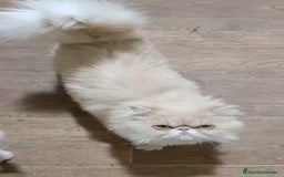 Persa gatos en venta: 🐾PERSA CREMA TABBY MACHO 🐾 - Imagen 4