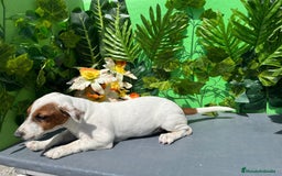 Jack Russell Terrier perros en venta: Excelente cachorro Jack Russell  - Imagen 3