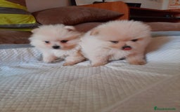 Pomerania perros en venta: Pomerania  - Anuncio 2