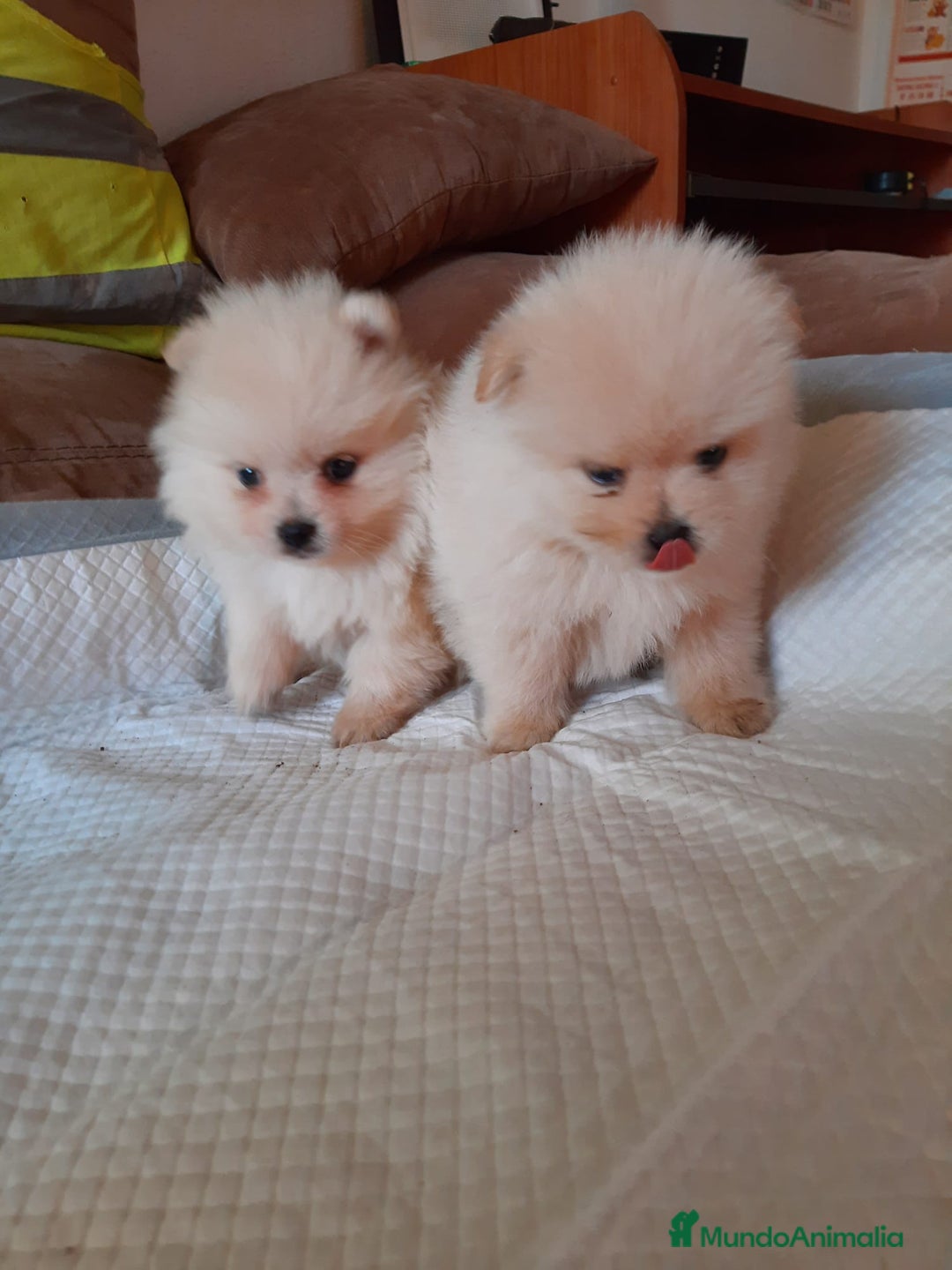 Pomerania perros en venta: Pomerania  - Anuncio 2