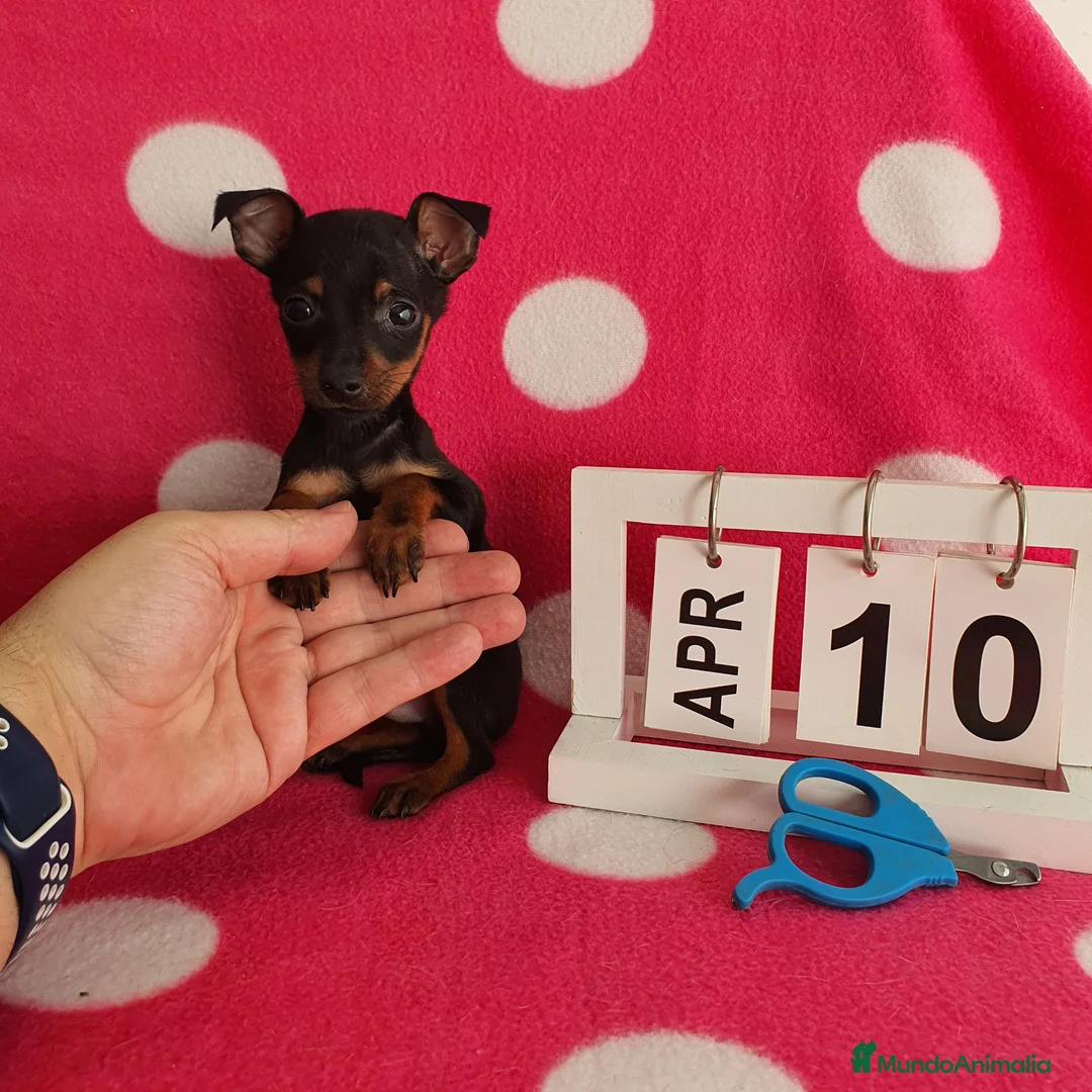 Ratón de Praga perros en venta: Raton de praga  - Anuncio 2