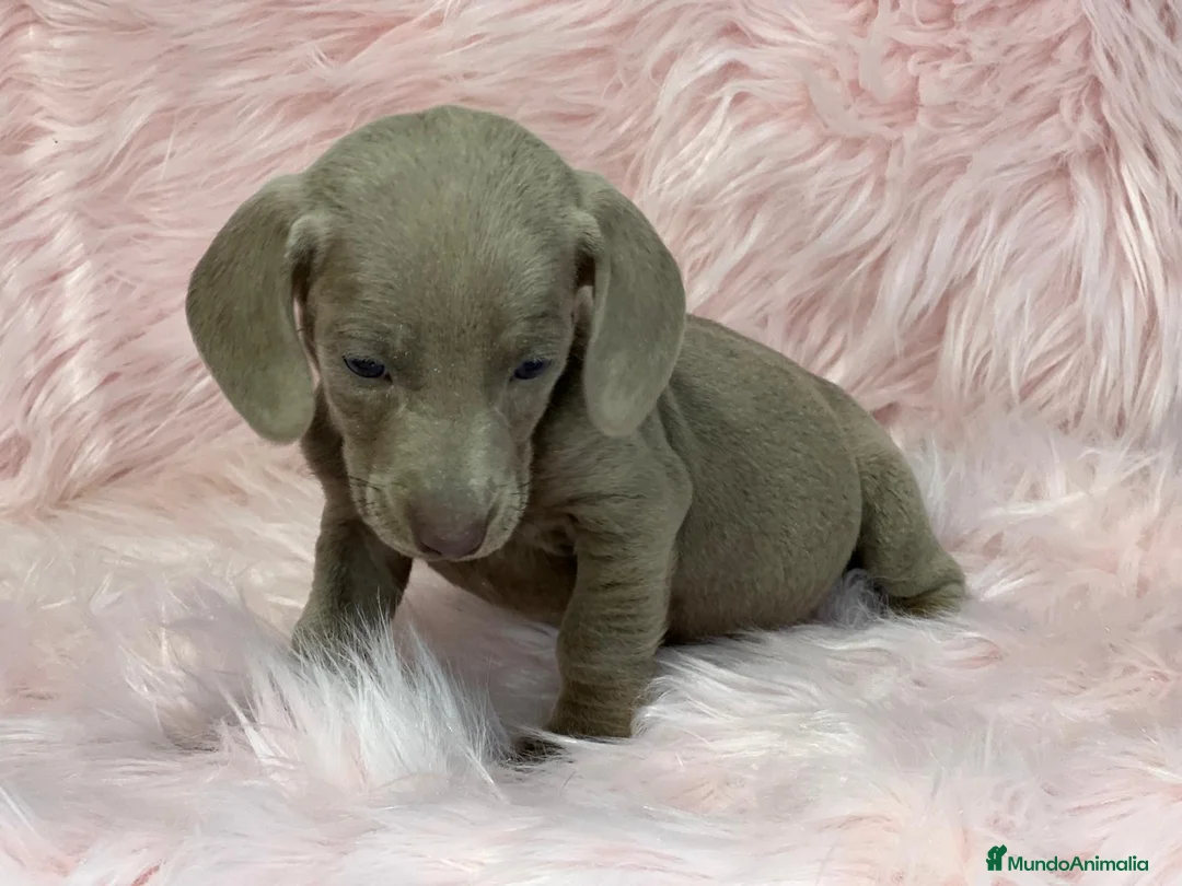 Teckel Miniatura perros en venta: Teckel lavanda en Barcelona - Anuncio 2