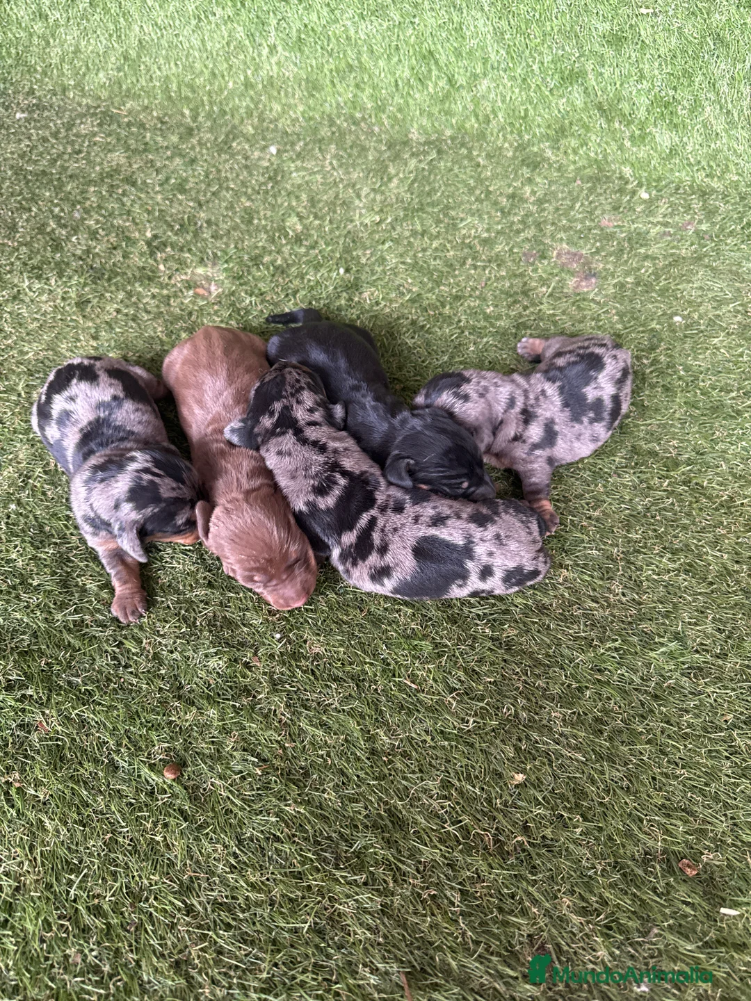 Teckel Miniatura perros en venta: Venta teckel - Anuncio 2
