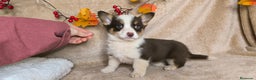 Welsh Corgi Cardigan perros en venta: Corgi  - Anuncio 3