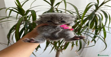 Scottish Straight gatos scottish straight - Anuncio 3