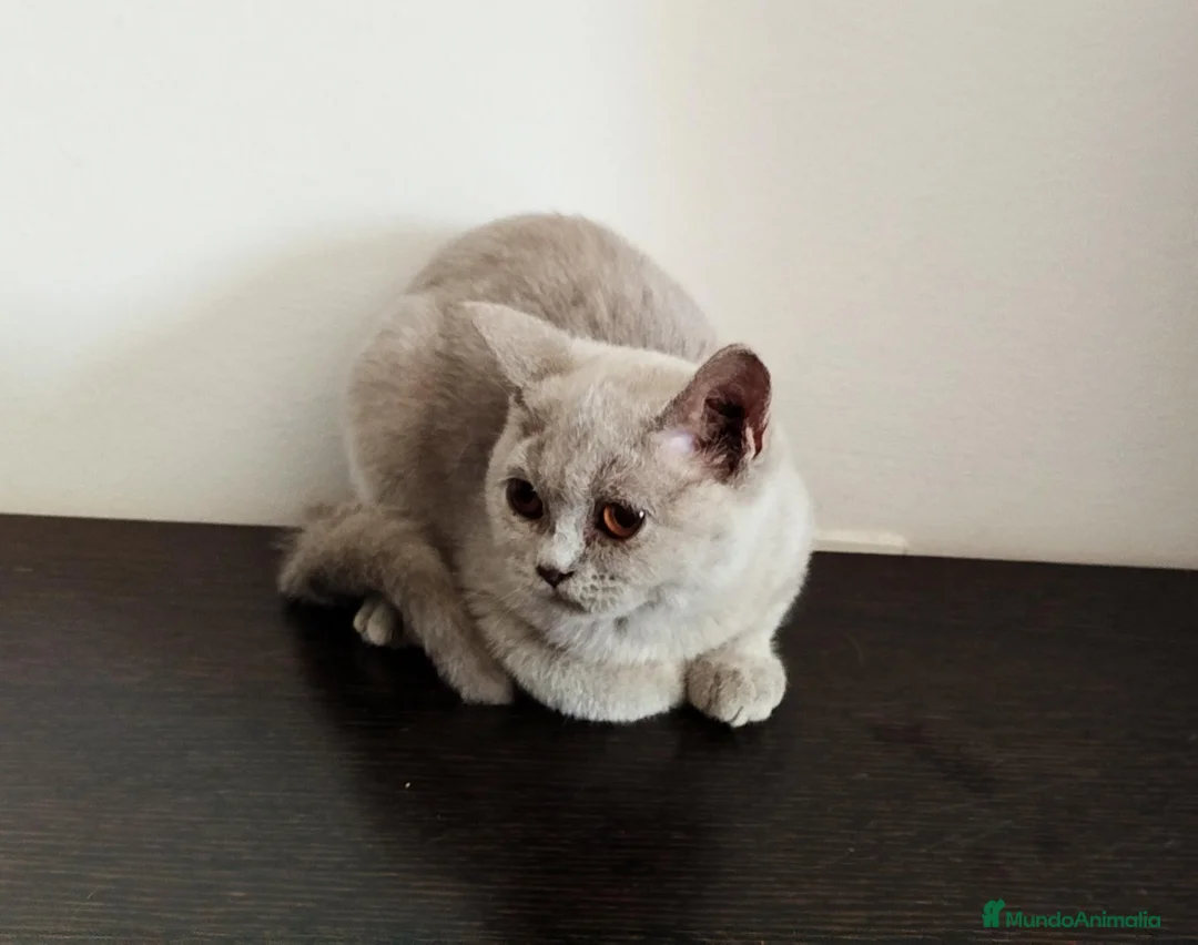 Británico de Pelo Corto gatos en venta: British Shorthair Lila - Anuncio 2