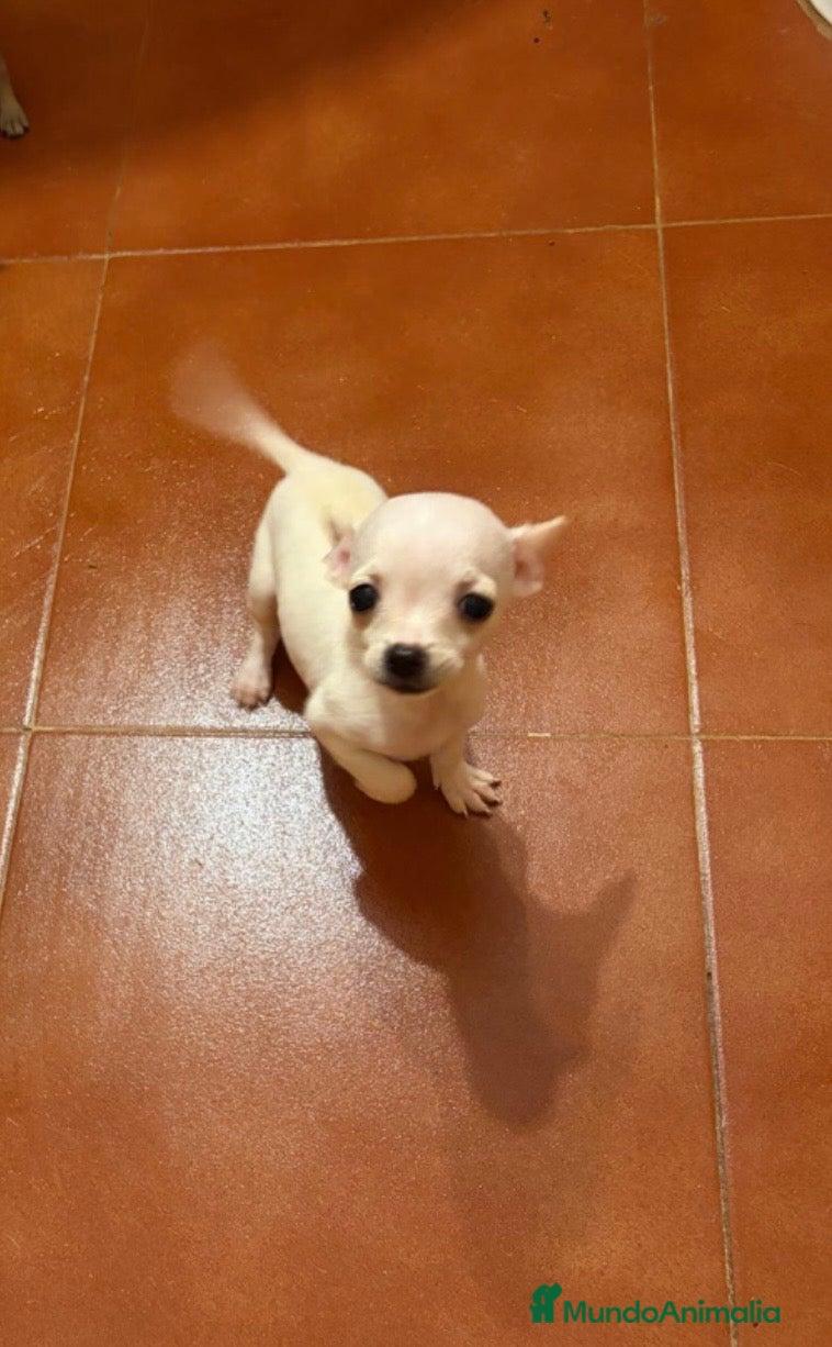 Chihuahua perros Chihuhua  - Anuncio 27
