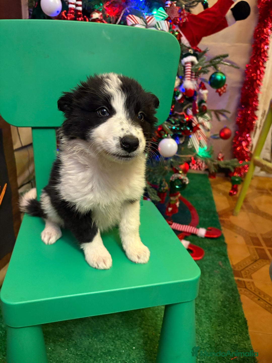 Border Collie perros en venta: Últimos cachorros de Boder collie!! - Anuncio 9