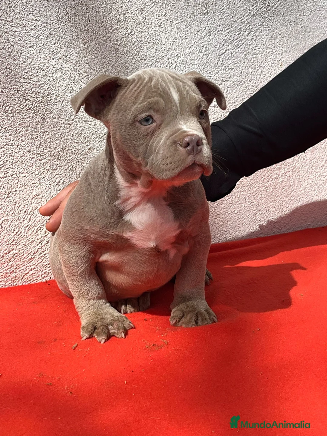 American Bully perros en venta: American bully pocket  - Anuncio 12