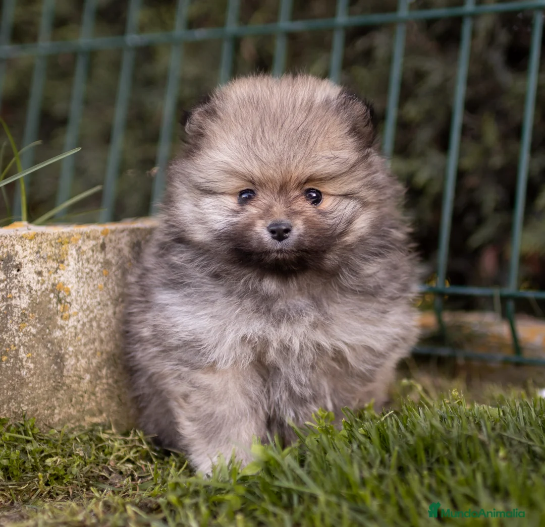 Pomerania perros en venta: Camada Pomerania toy - Anuncio 5