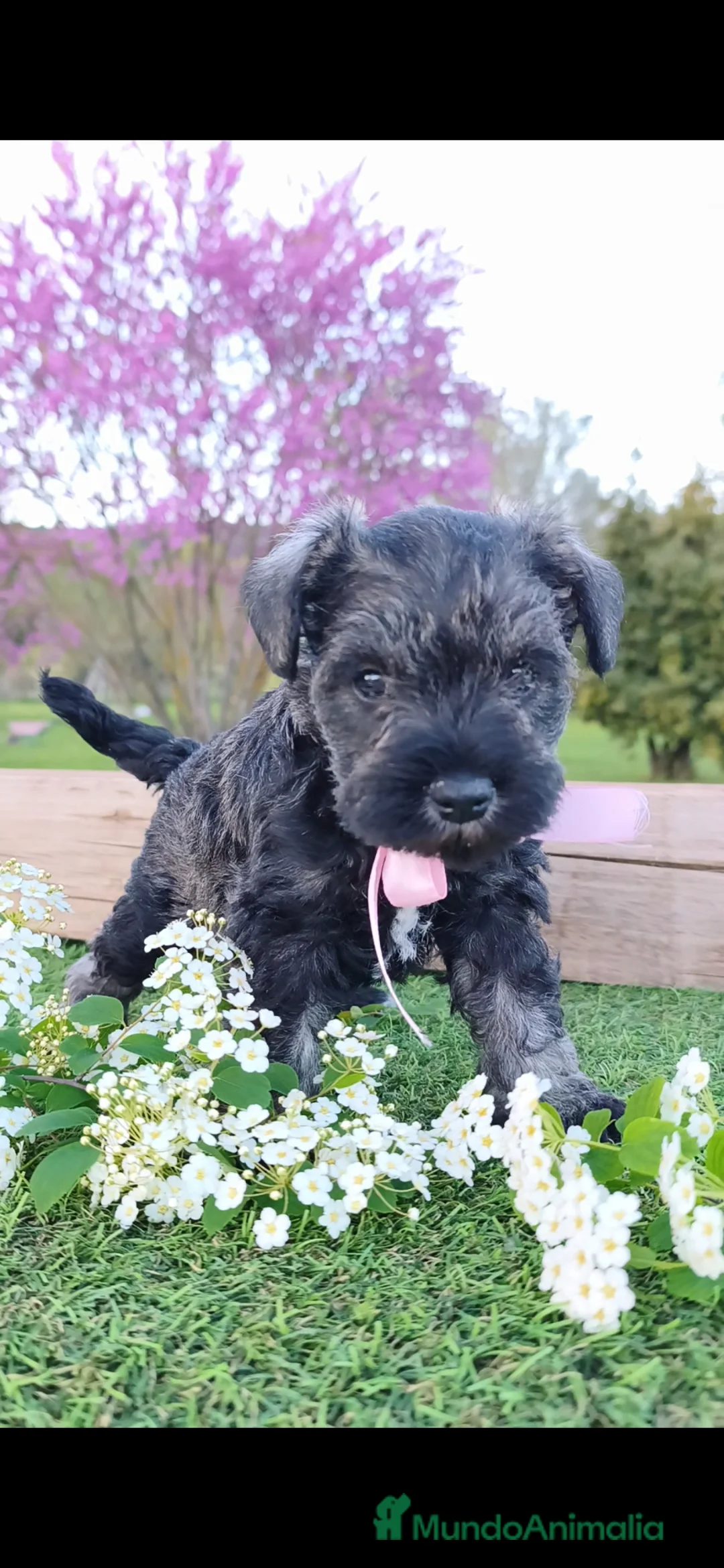 Schnauzer Miniatura perros en venta: Preciosa camada schnauzer mini sal y pimienta ❤️  - Anuncio 1