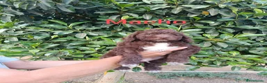Perro de Agua Español 2