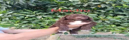 Perro de Agua Español perros en venta: Disponible perro agua  - Anuncio 2