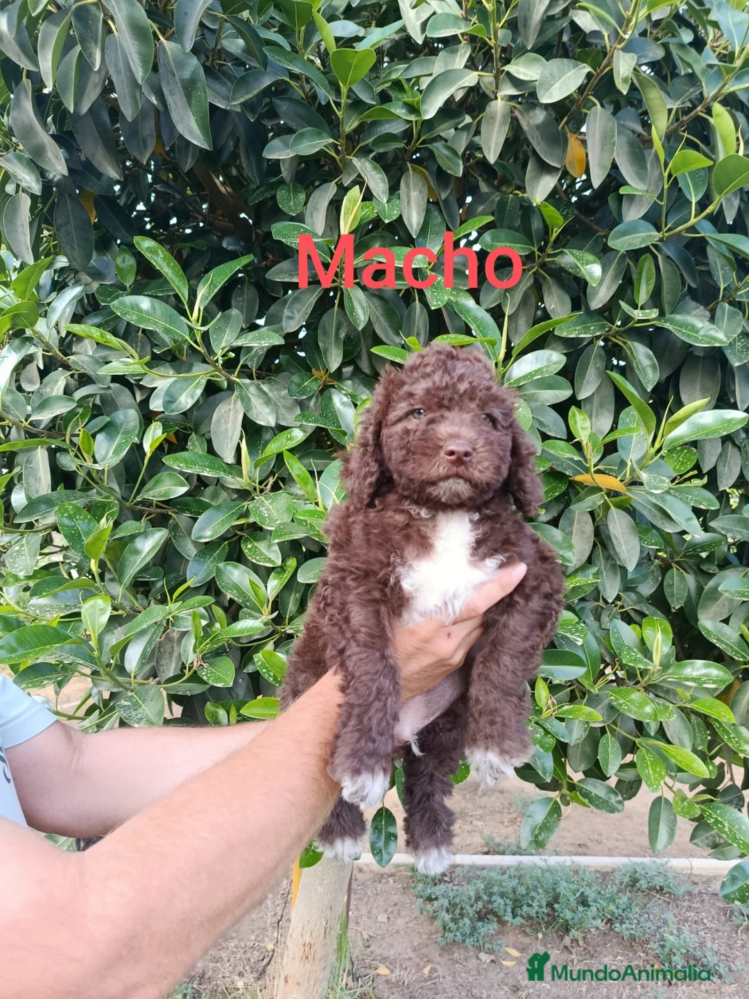 Perro de Agua Español perros en venta: Disponible perro agua  - Anuncio 2