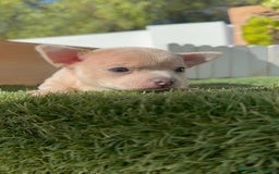 Chihuahua perros en venta: CHIHUAHUA HEMBRA - Imagen 5