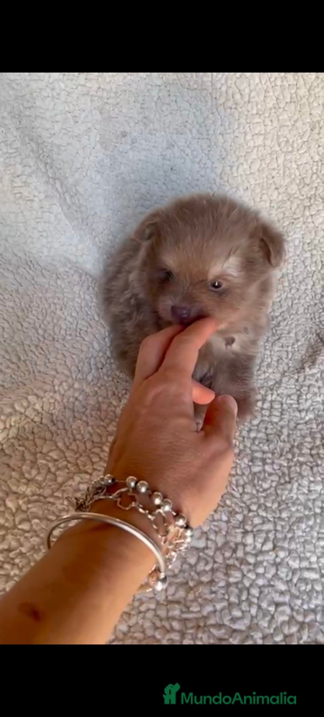 Pomerania perros en venta: Pomerania toys hembra  - Imagen 2