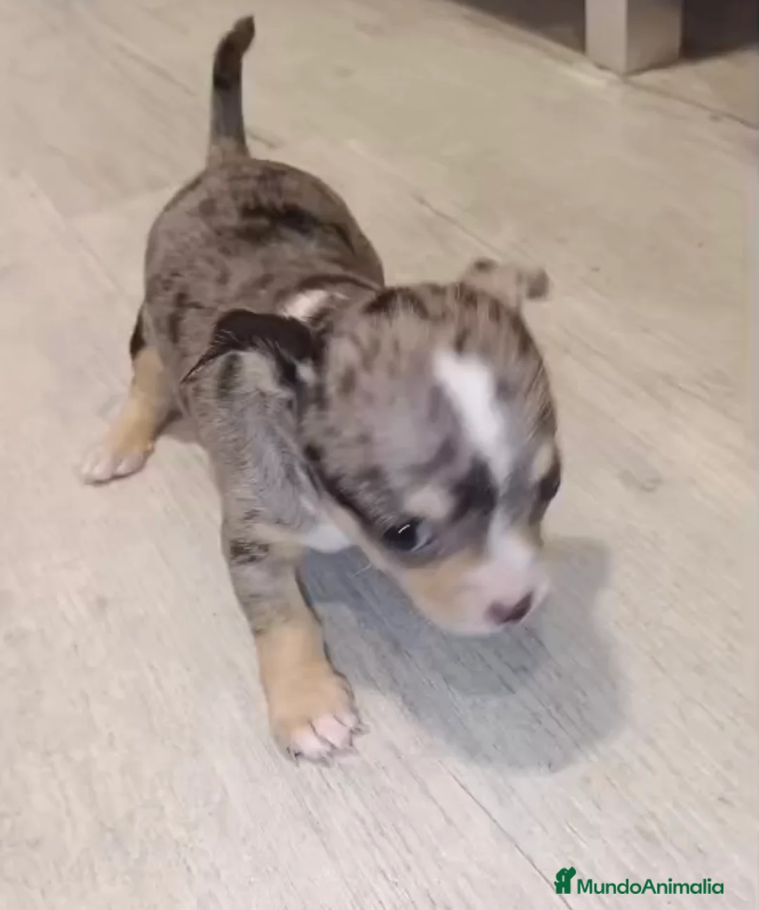 Chihuahua perros en venta: Chihuahua merle hembra🩷🐶🐾 - Anuncio 2