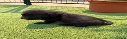 Labrador Retriever perros en venta: LABRADOR - Anuncio 24