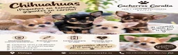 Chihuahua perros en venta: 🐶❤️ PRECIOSOS CACHORROS CHIHUAHUA - Anuncio 1