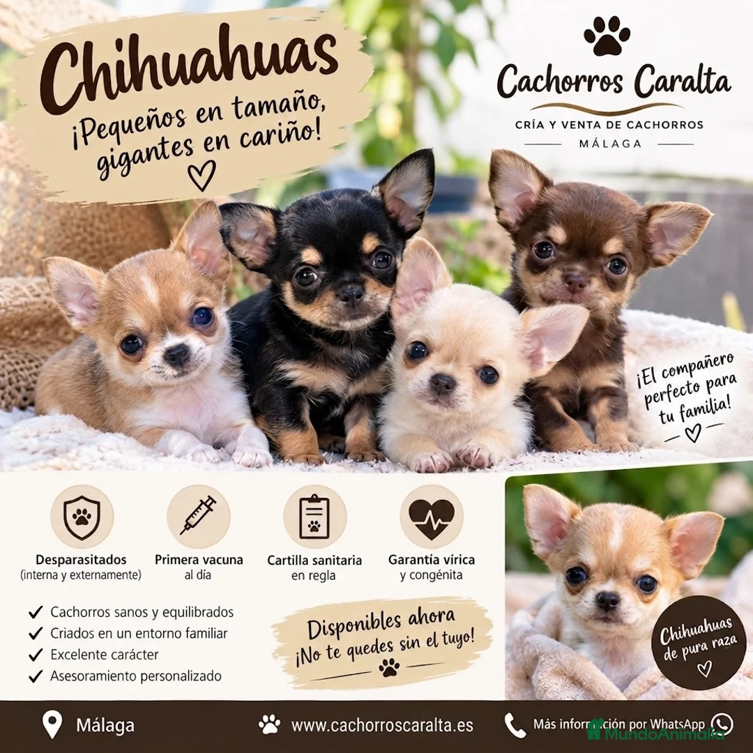 Chihuahua perros en venta: 🐶❤️ PRECIOSOS CACHORROS CHIHUAHUA - Anuncio 1