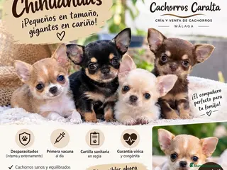 Chihuahua perros 🐶❤️ PRECIOSOS CACHORROS CHIHUAHUA - Anuncio 1
