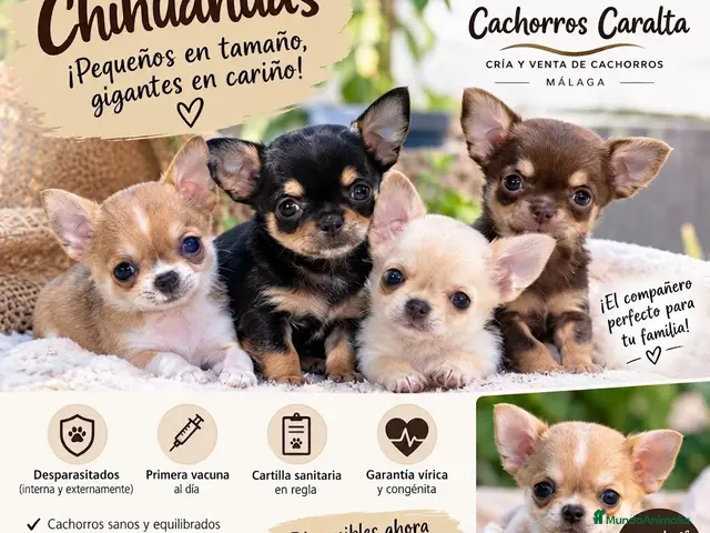 Chihuahua perros 🐶❤️ PRECIOSOS CACHORROS CHIHUAHUA - Anuncio 23