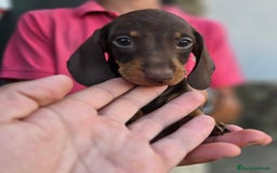 Teckel Miniatura perros en venta: Teckel chocolate  - Imagen 2