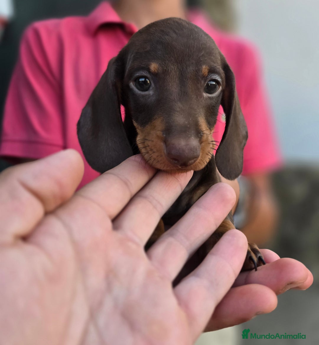 Teckel Miniatura perros en venta: Teckel chocolate  - Imagen 2