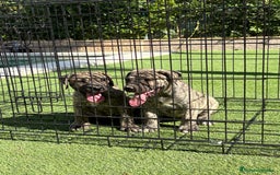 Dogo Canario perros en venta: Cachorros presa canario para guarda - Imagen 2