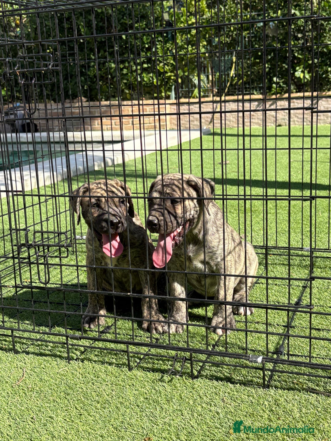 Dogo Canario perros en venta: Cachorros presa canario para guarda - Imagen 2