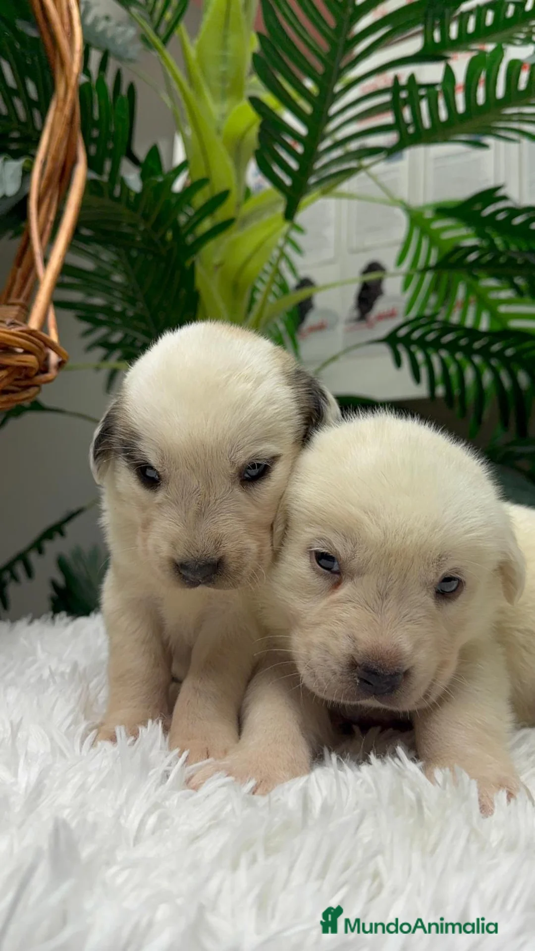 Mastín Español perros en venta: MASTIN ESPAÑOL  - Anuncio 5