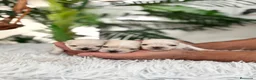 Bichón Maltés perros en venta: BICHÓN MALTÉS 100x100 COREANO - Anuncio 10