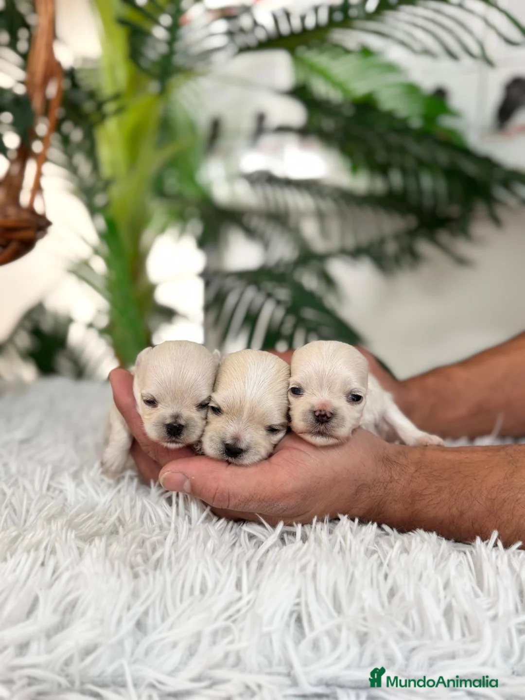 Bichón Maltés perros en venta: BICHÓN MALTÉS 100x100 COREANO - Anuncio 10