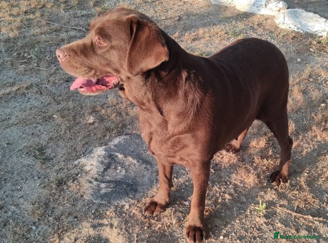 Labradoodle perros en venta: Labradoodle  - Imagen 4