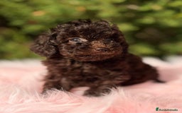 Maltipoo perros en venta: MALTIPOO TOY CHOCOLATE - Anuncio 5