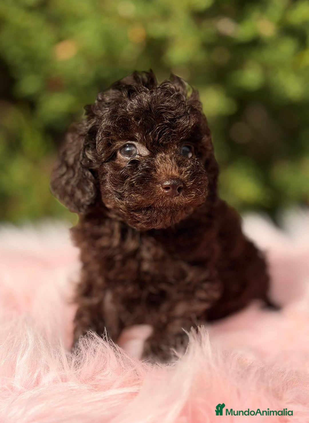 Maltipoo perros en venta: MALTIPOO TOY CHOCOLATE - Anuncio 5