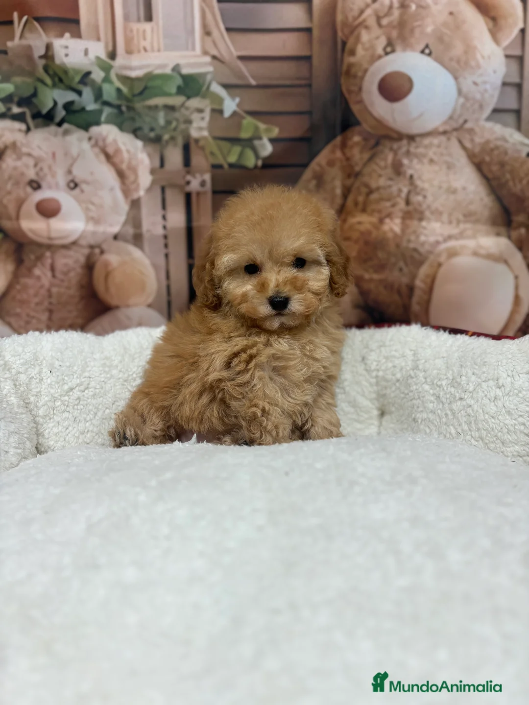 Caniche Toy perros en venta: Caniche toy apricot !!!! - Anuncio 4