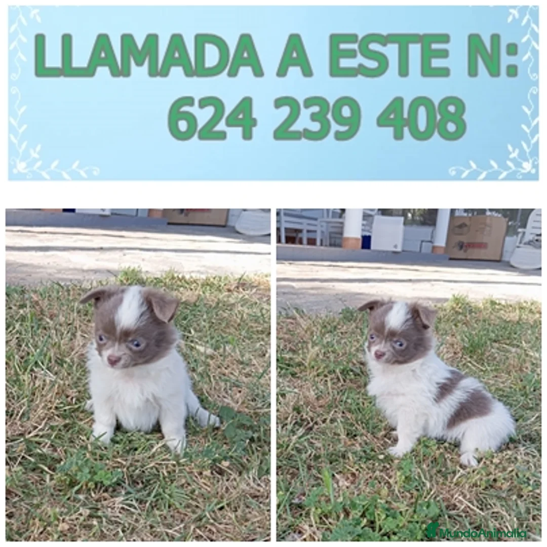 Chihuahua perros en venta: preciosos chihuahua ruso - Anuncio 9